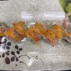 Best Snow Mountain Roll in Temple Terrace, FL